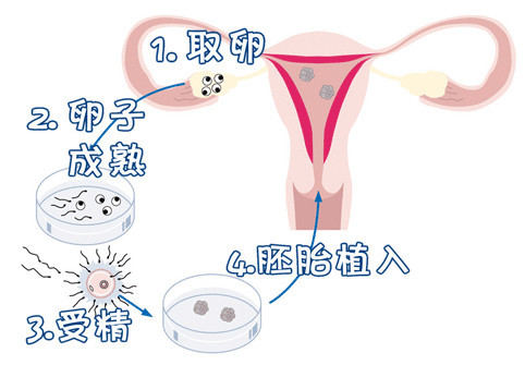 胚胎实验室主任
